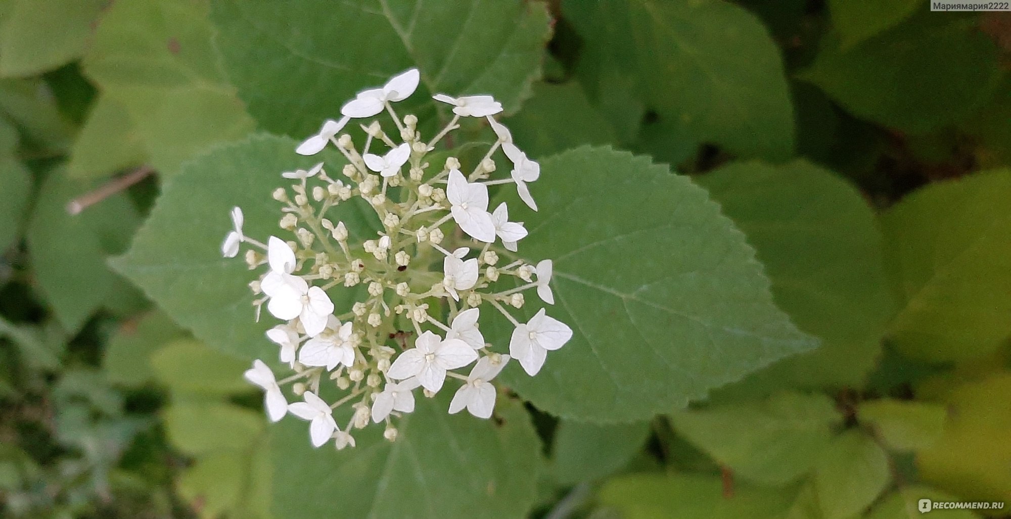 Гортензия пепельная Гортензия пепельная