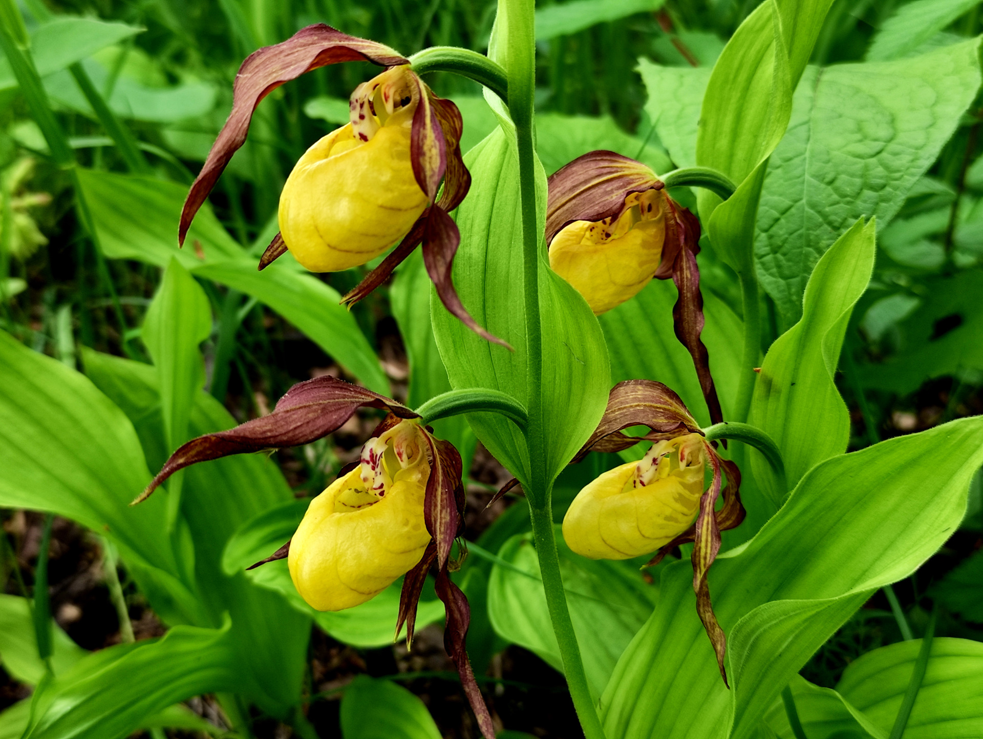 Башмачок Ятабе