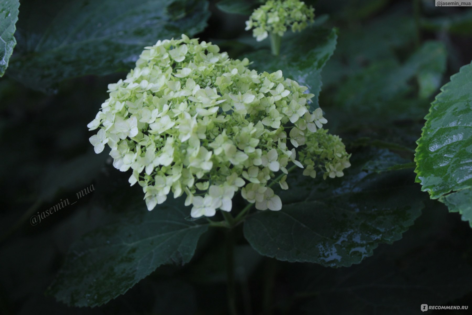 Гортензия пепельная Гортензия пепельная