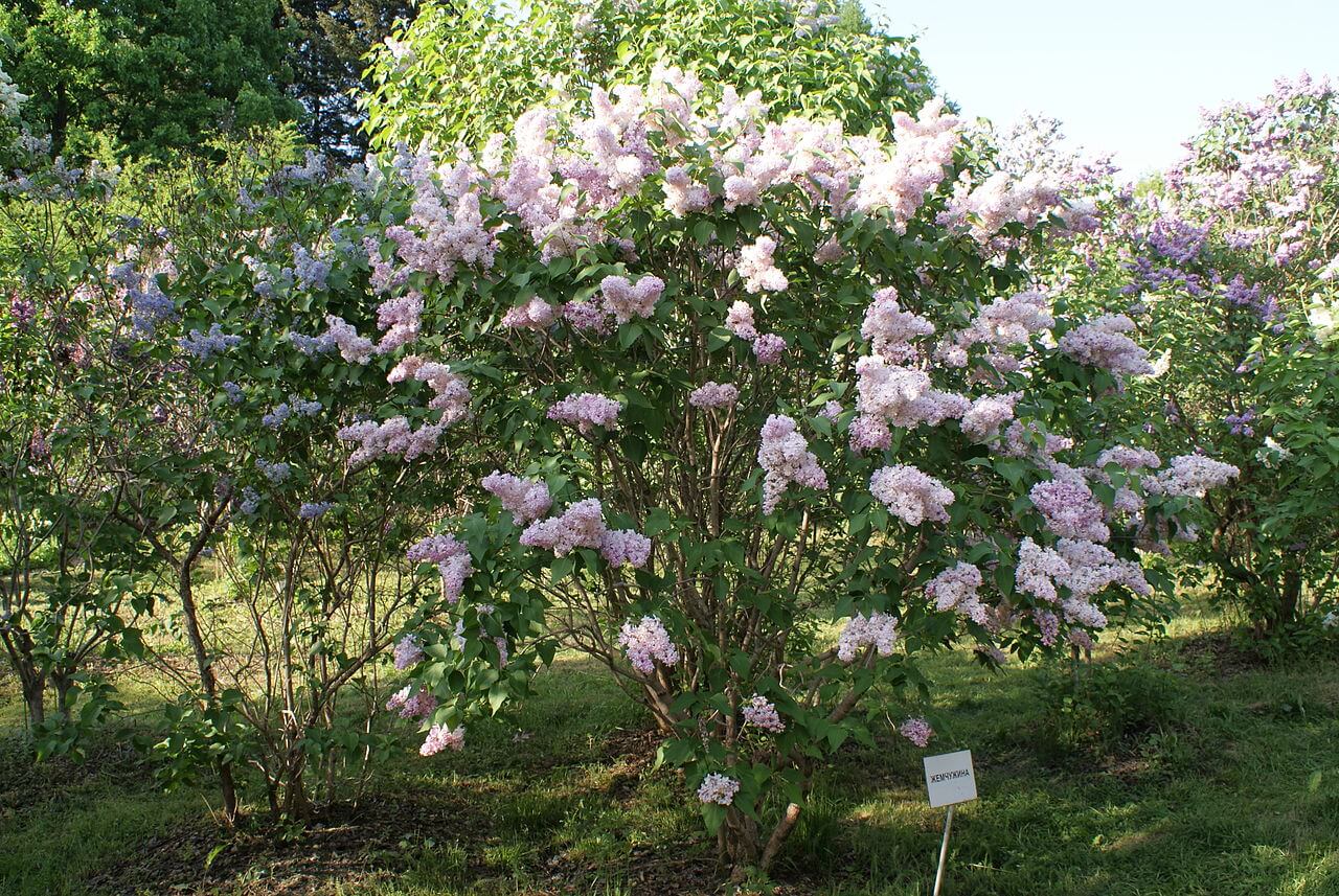 Сирень Комарова