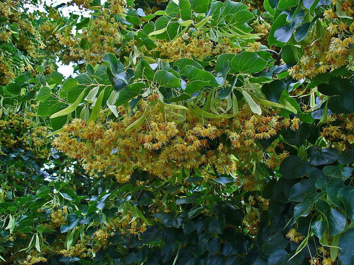 Липа войлочная Липа войлочная