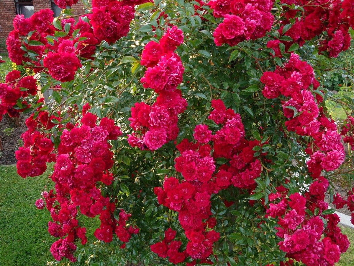 Роза плетистая Роза плетистая