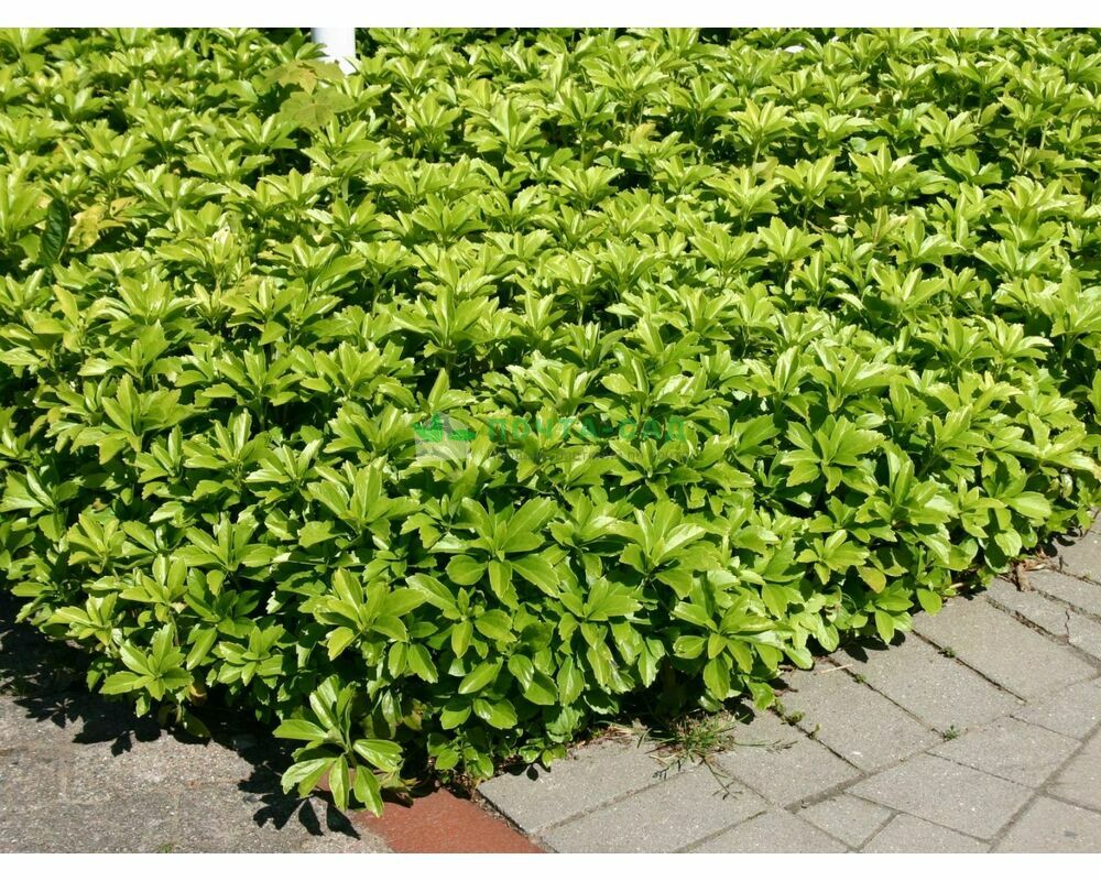 Пахизандра Пахизандра