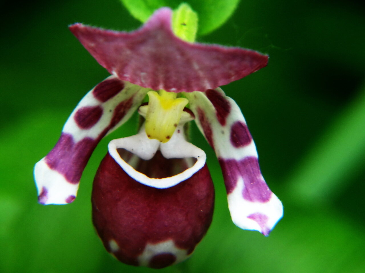 Башмачок капельный