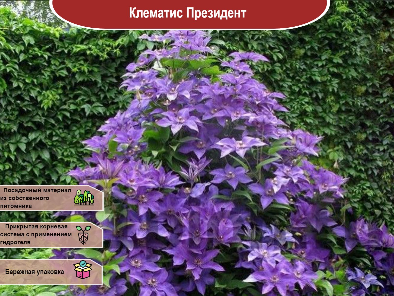 Клематис Патенс Клематис Патенс