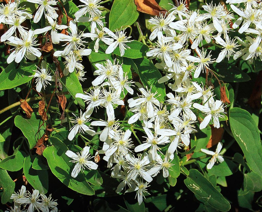 Ломонос маньчжурский