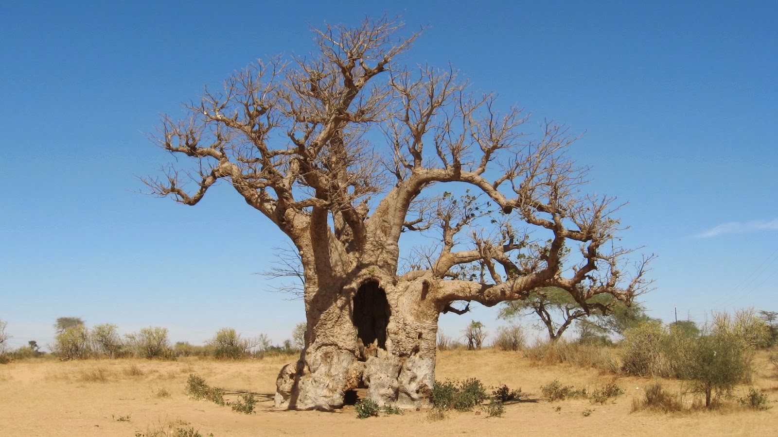 Баобаб африканский