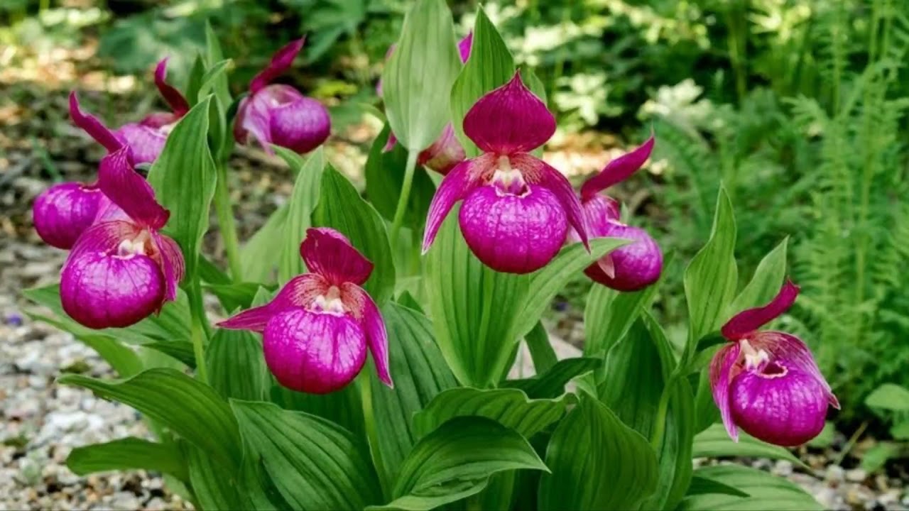 Башмачок шансийский