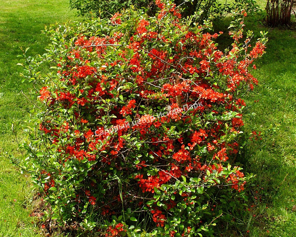 Айва китайская