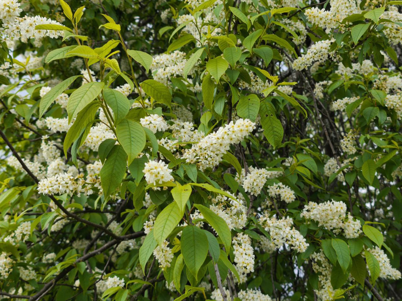 Черемуха сьори