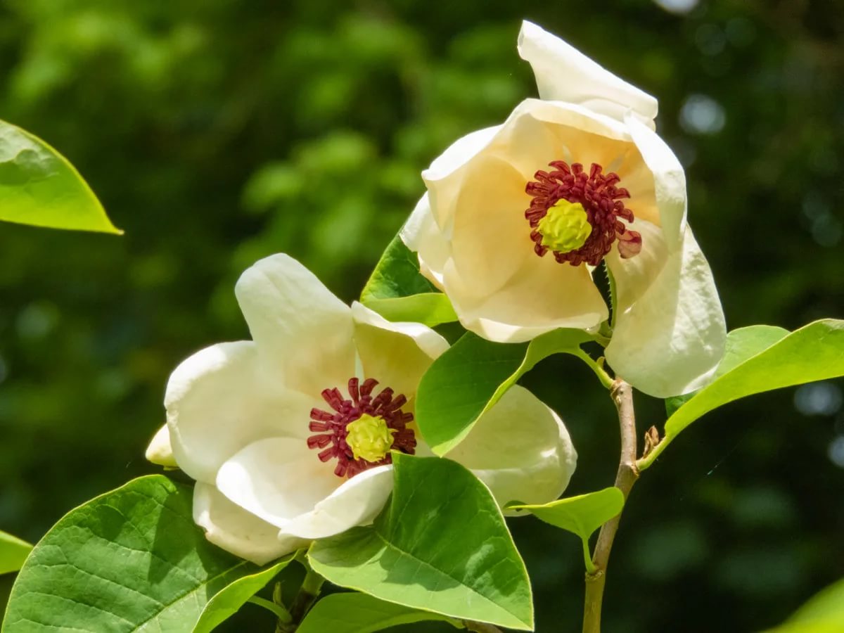 Магнолия Зибольда Магнолия Зибольда