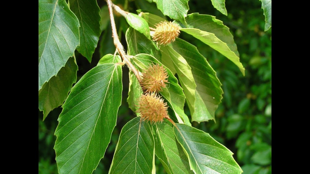 Бук крупнолистный Бук крупнолистный