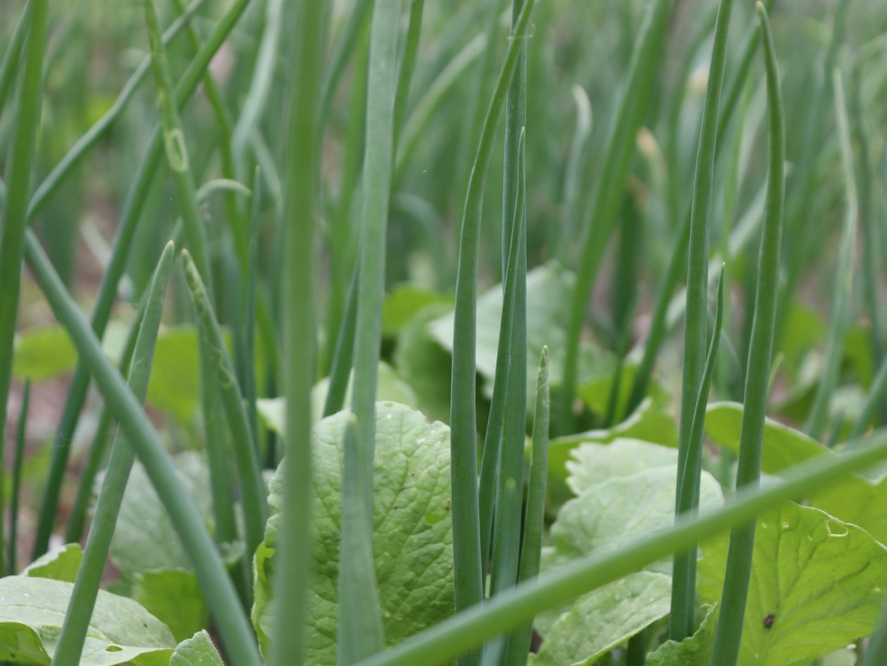 Ясень зеленый Ясень зеленый