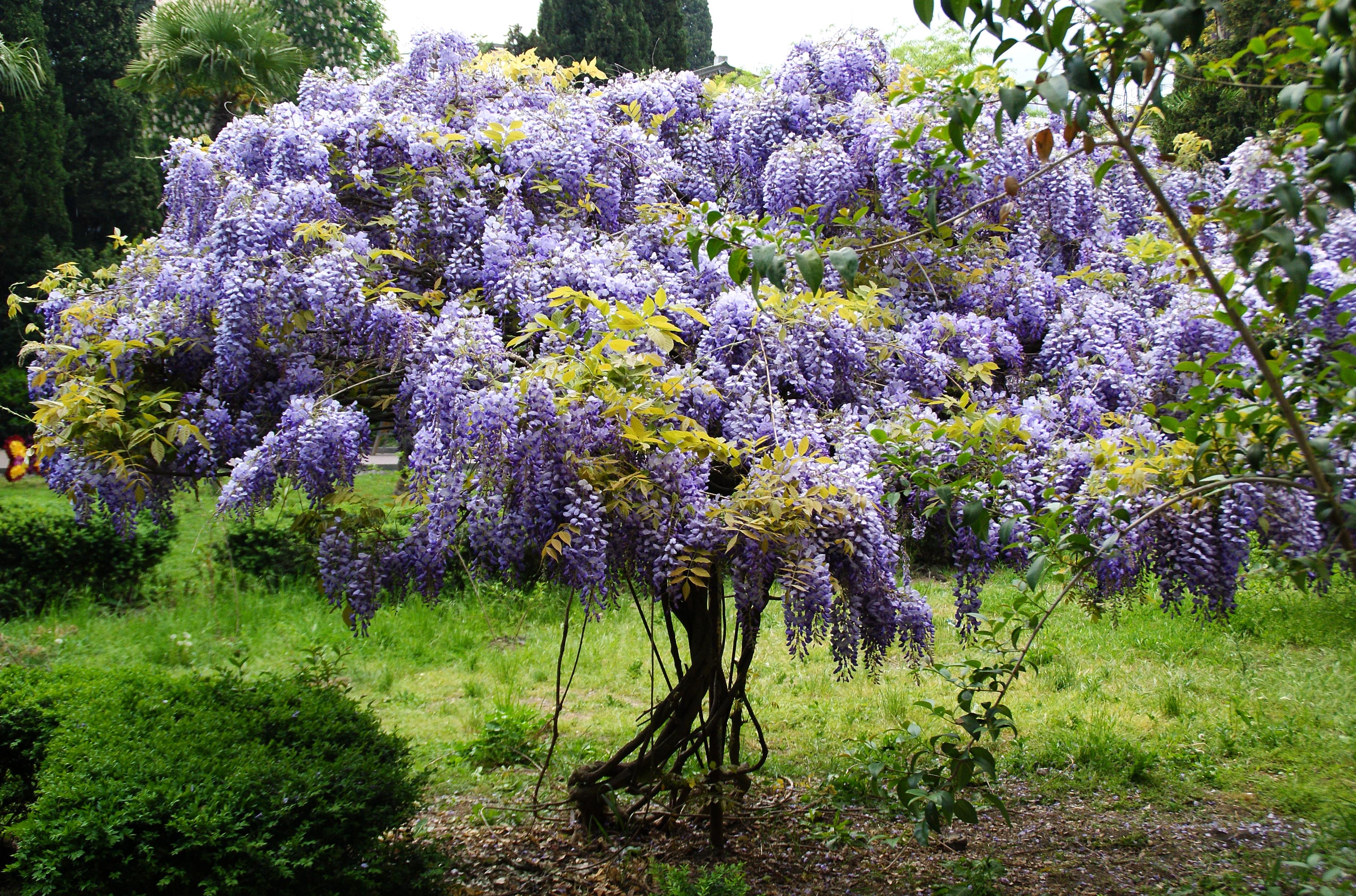 Глициния кустарниковая Глициния кустарниковая