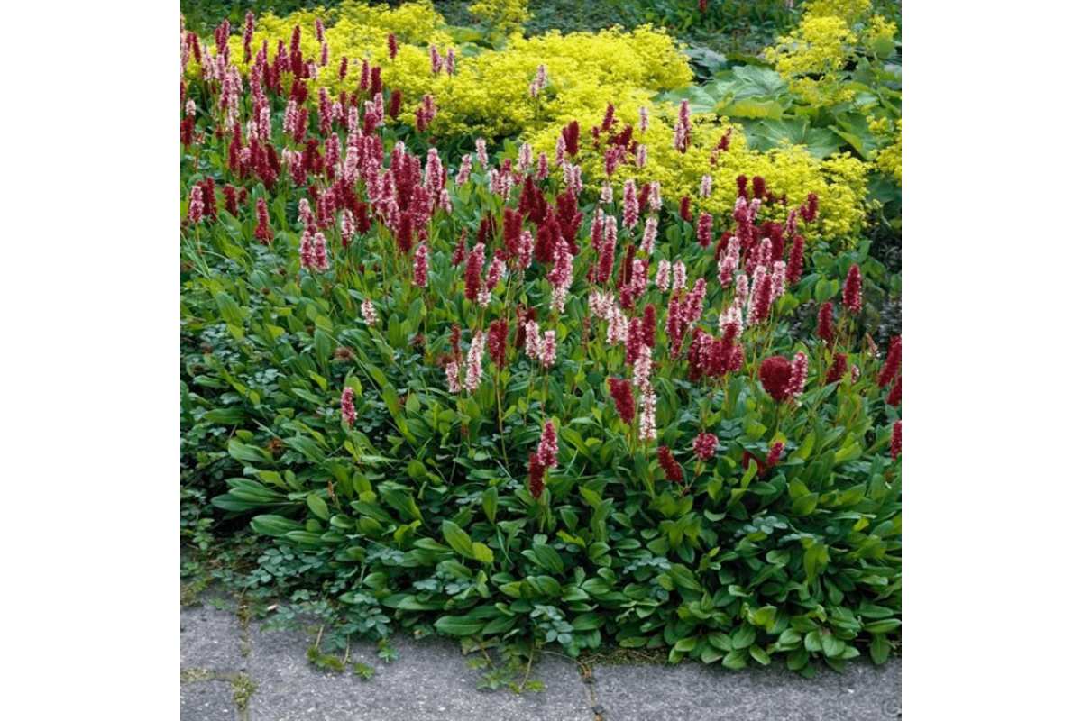 Горец Горец