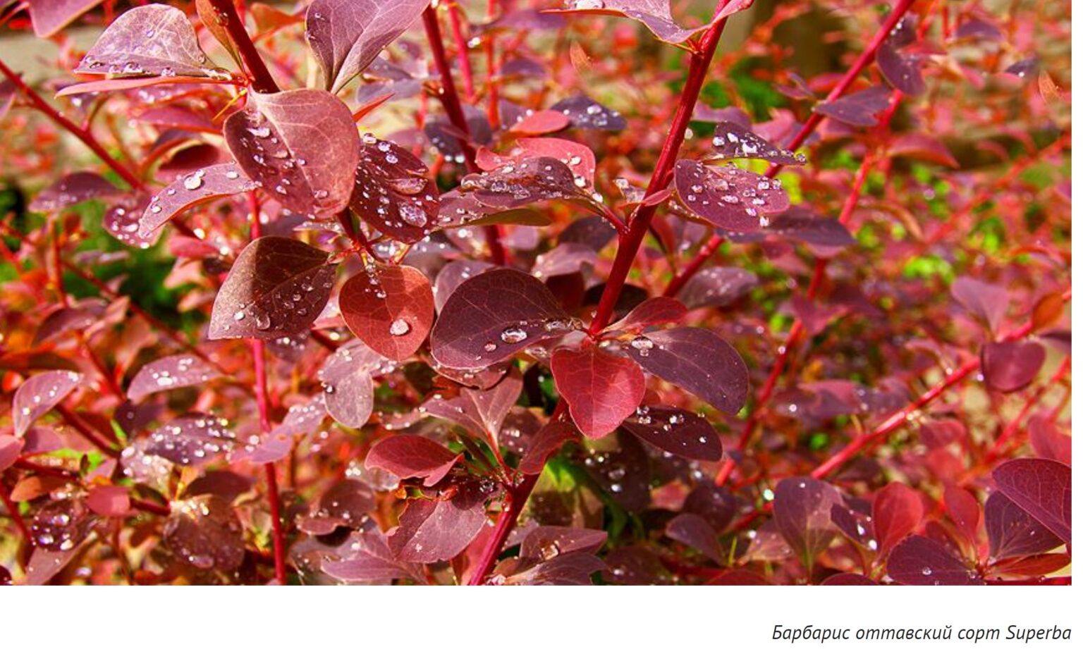 Барбарис оттавский Барбарис оттавский