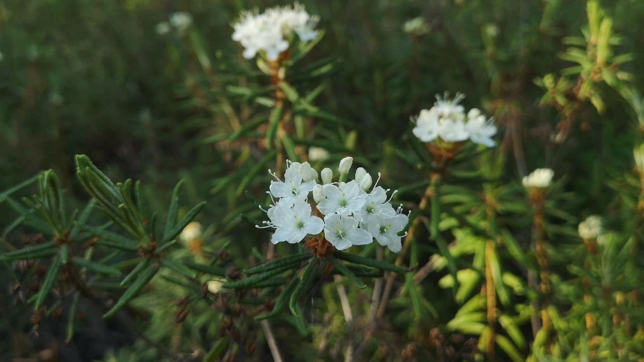 Багульник крупнолистный