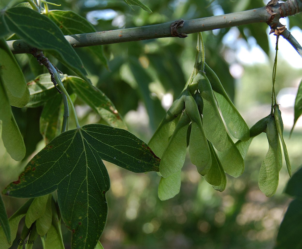 Клен американский