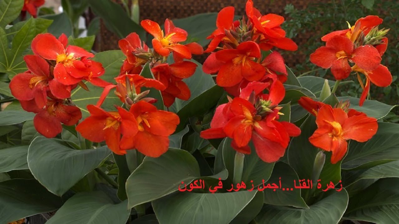 Канна