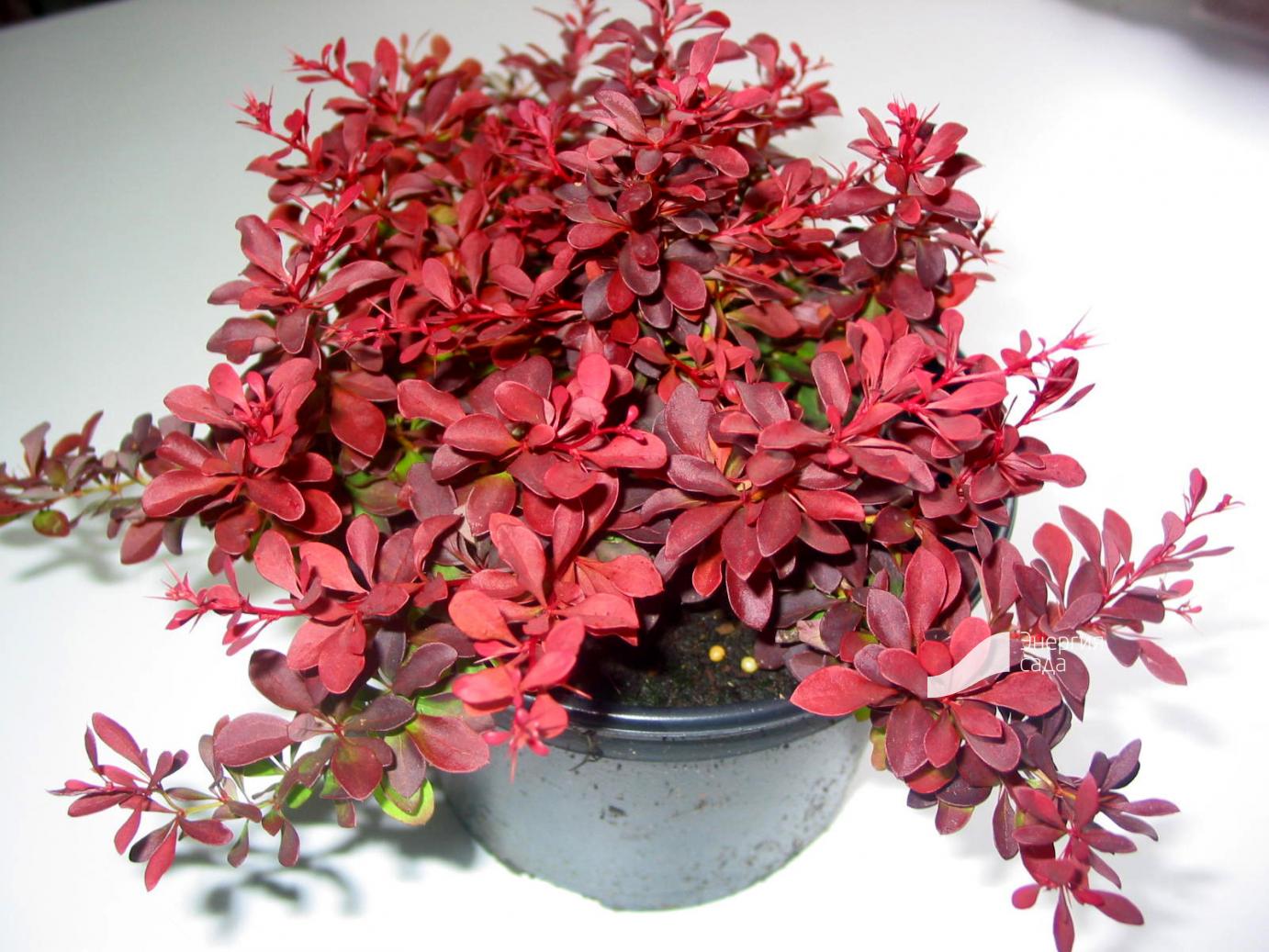 Барбарис многоцветковый Барбарис многоцветковый