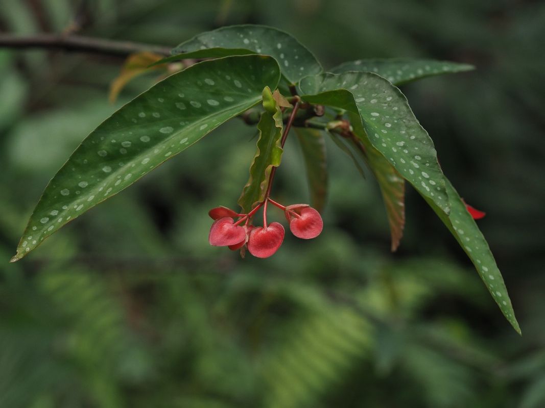 Бегония пятнистая
