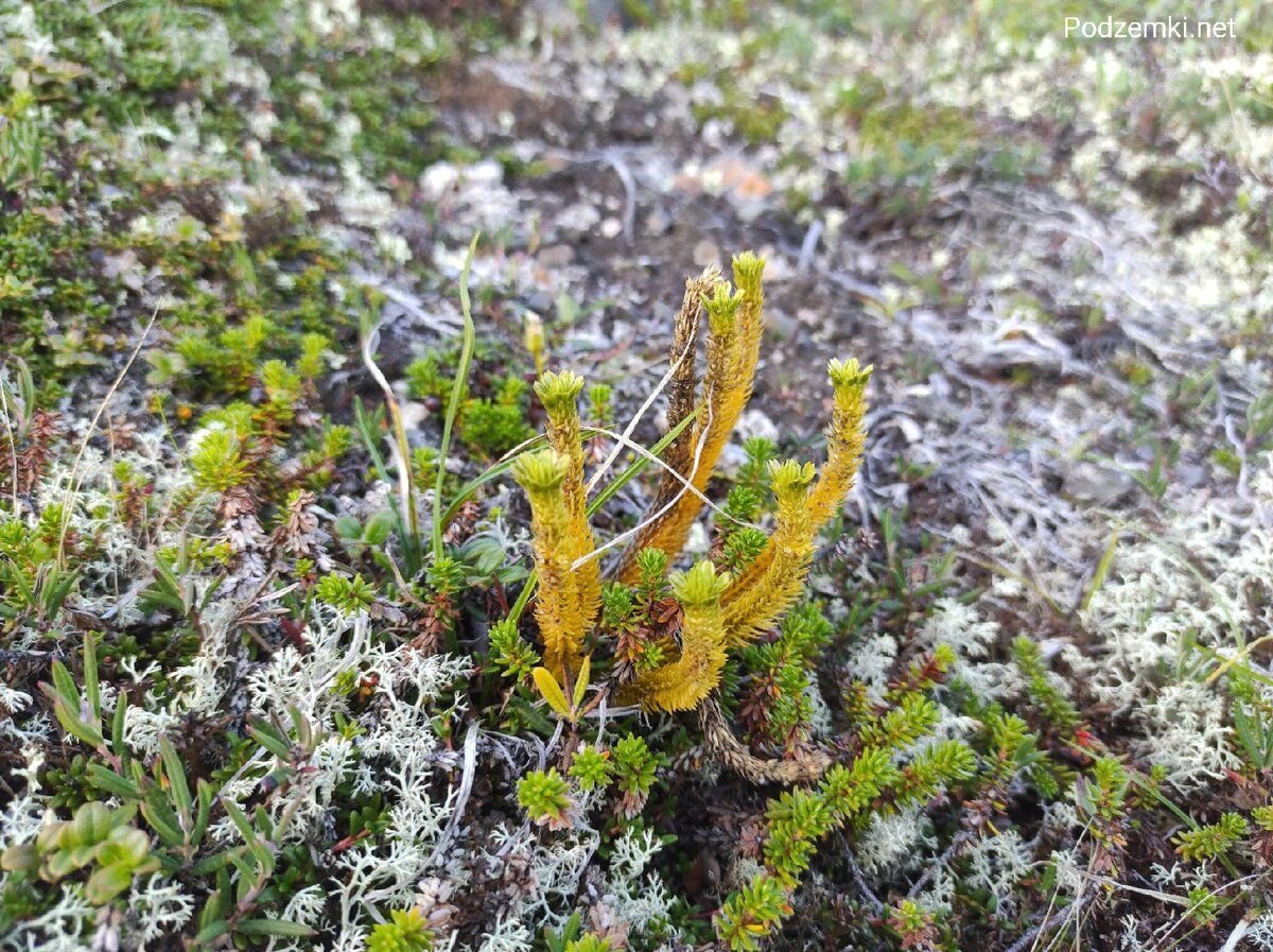 Баранец арктический