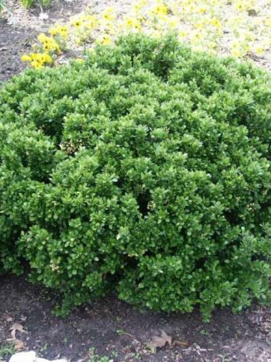 Барбарис самшитолистный