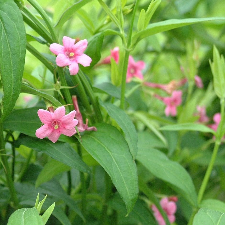Жасмин Биса
