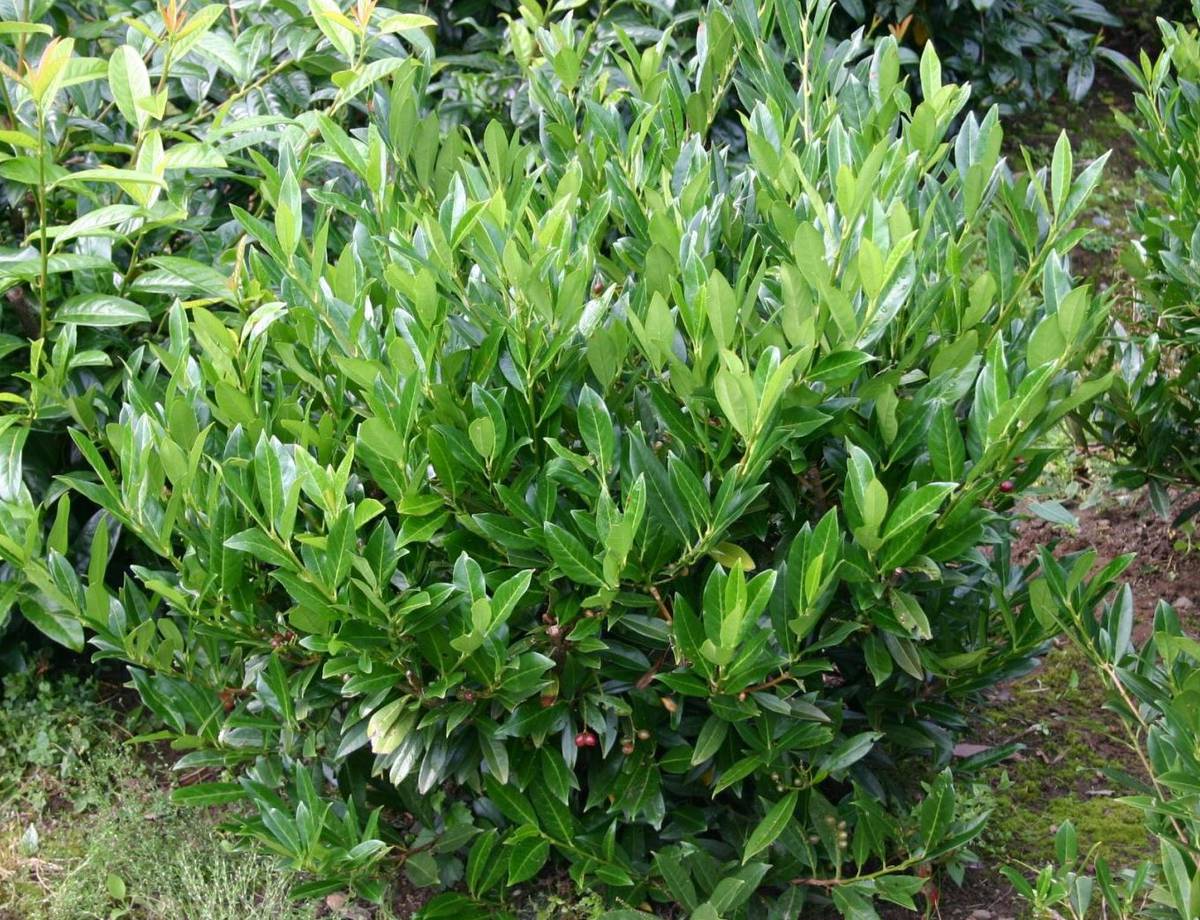 Барнадезия