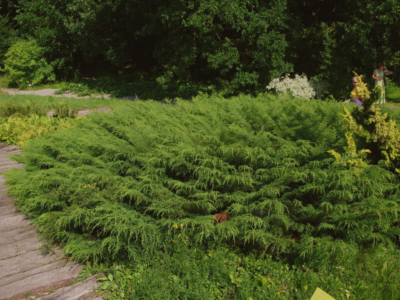 Микробиота