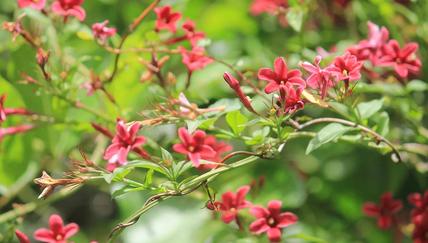 Жасмин Биса