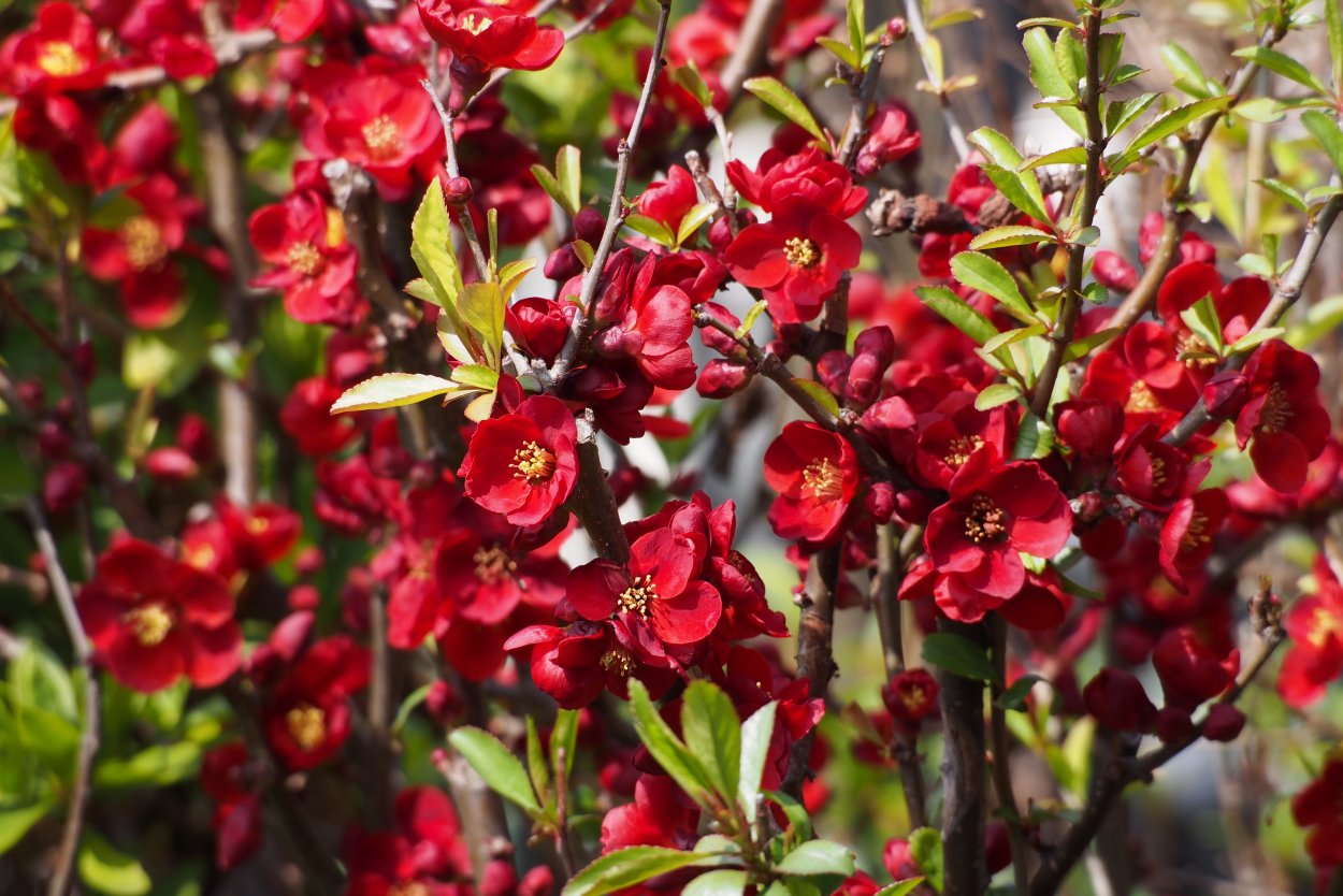 Айва прекрасная Айва прекрасная