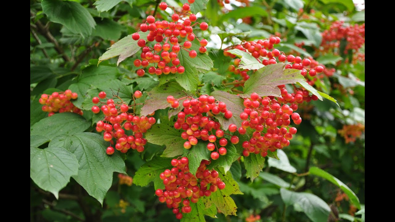 Калина Райта Калина Райта