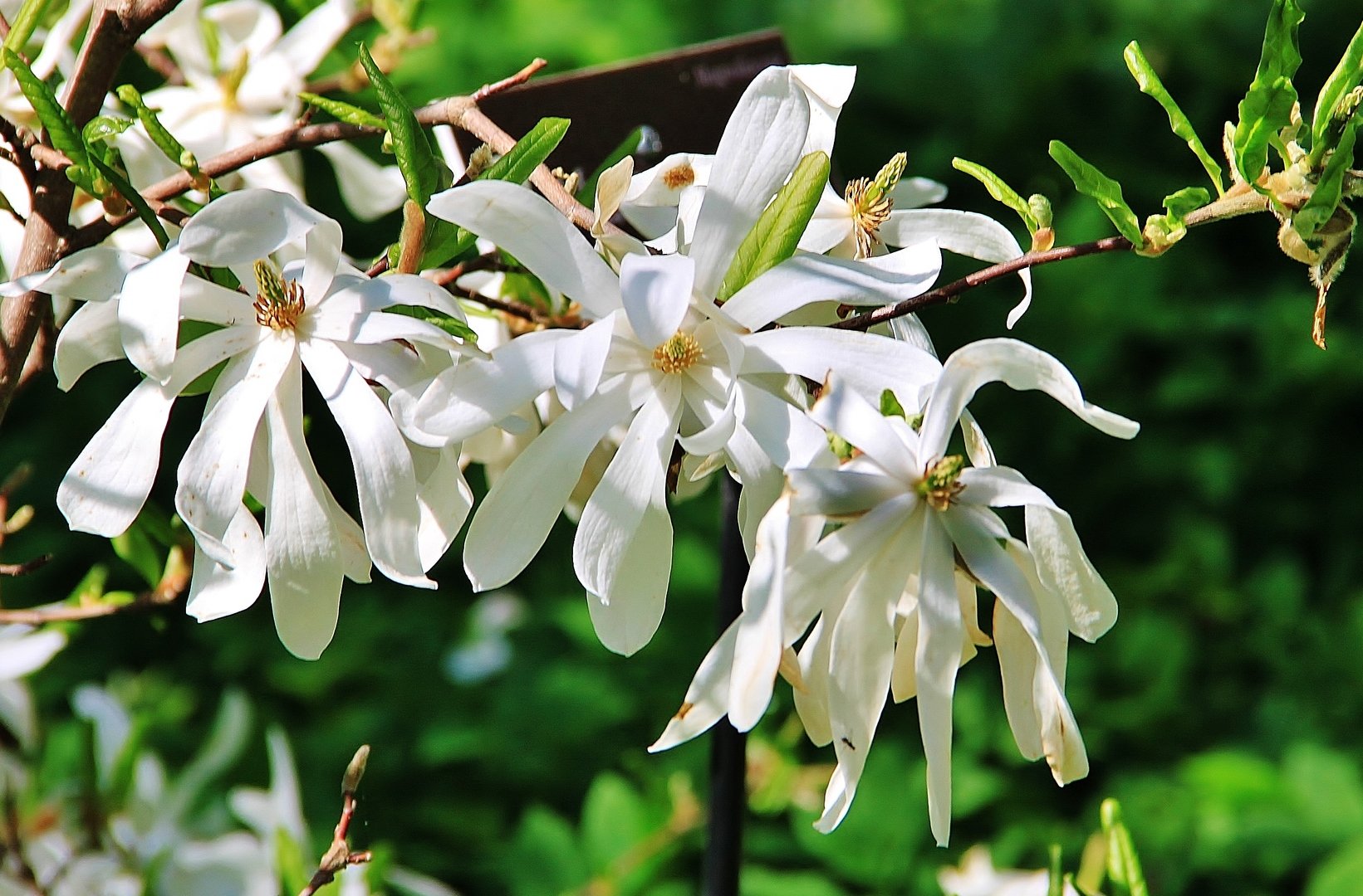 Магнолия звездчатая