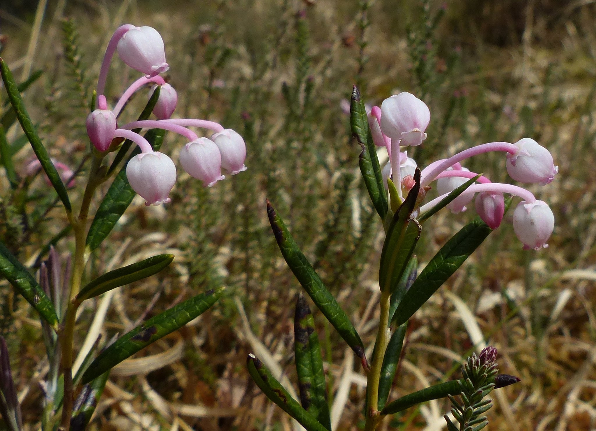 Багульник подбел