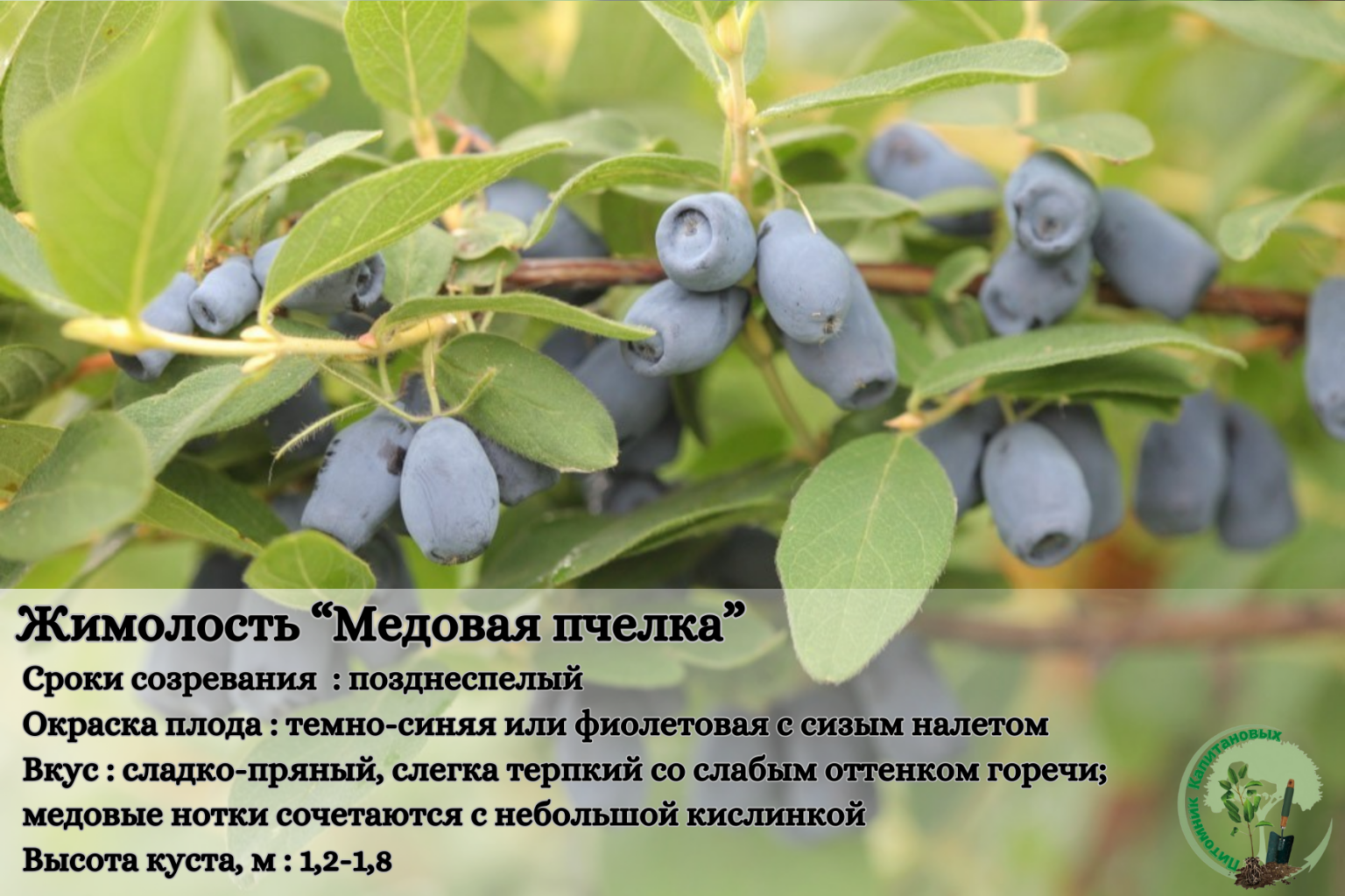 Жимолость сизая