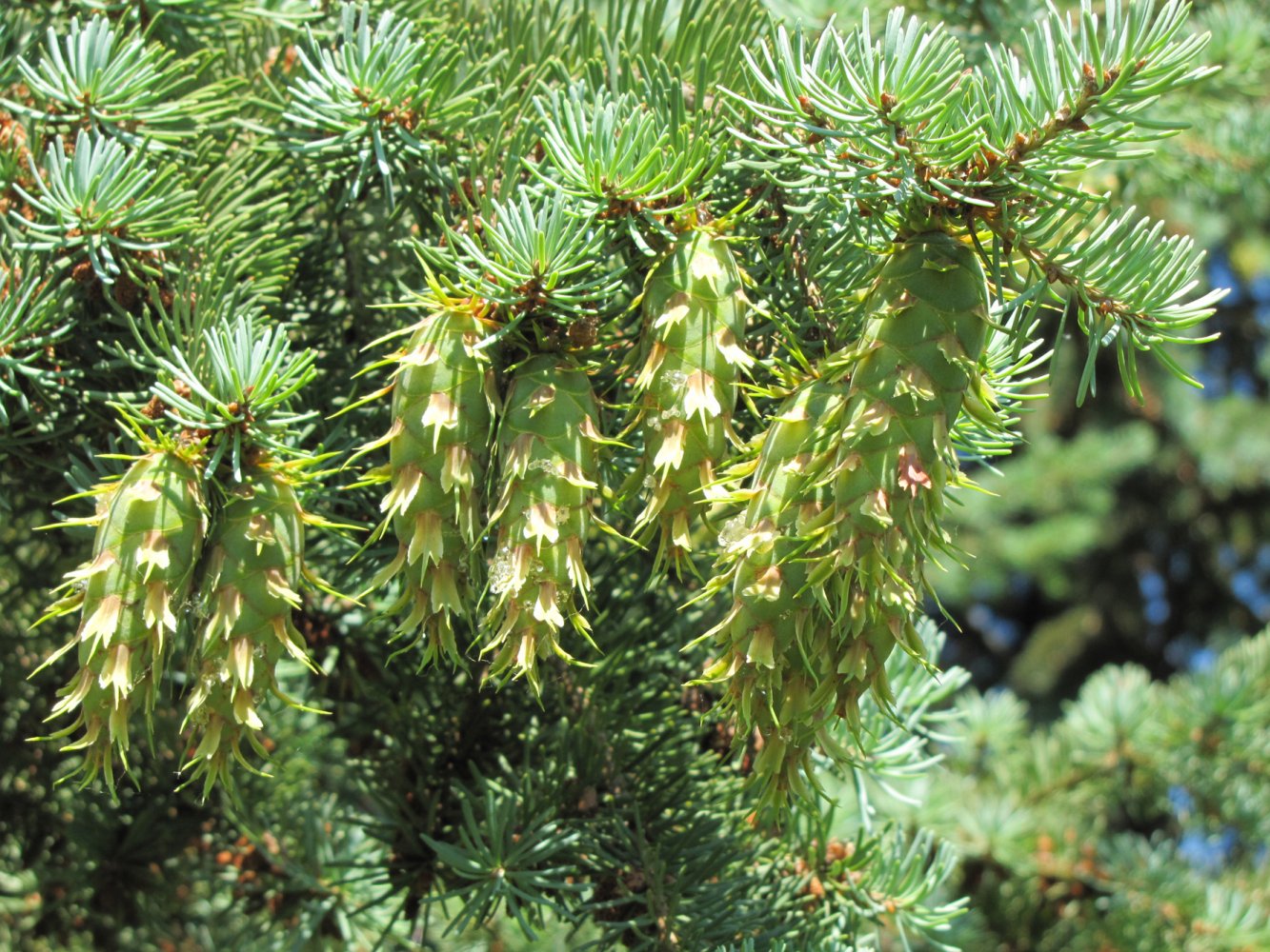 Псевдотсуга