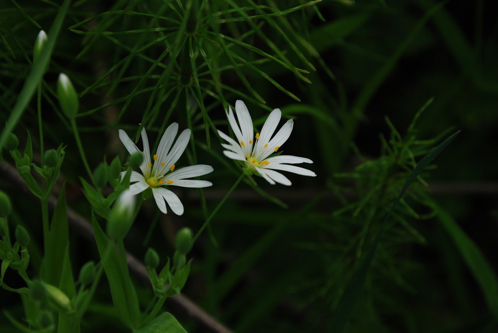 Бахромчатолепестник лучистый