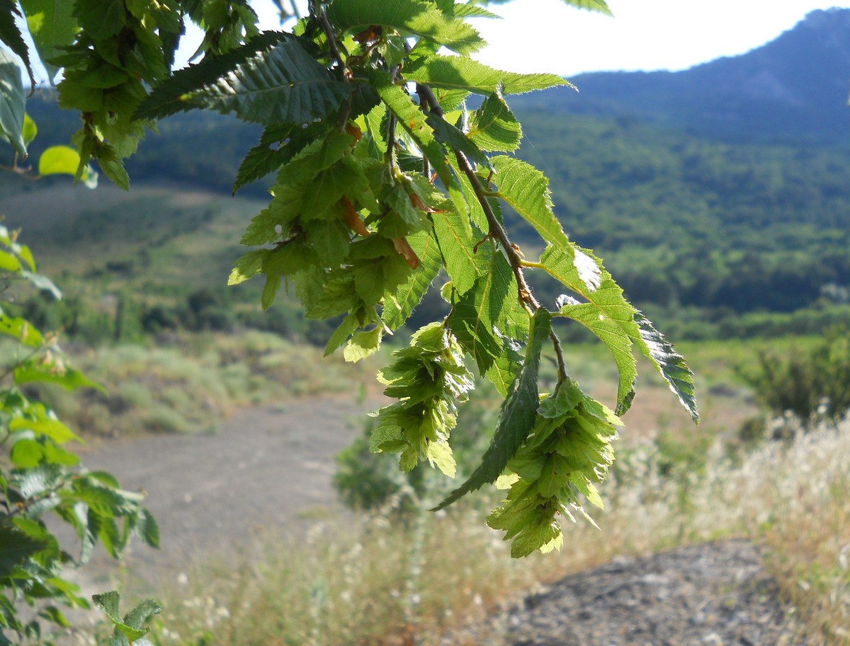 Граб восточный Граб восточный