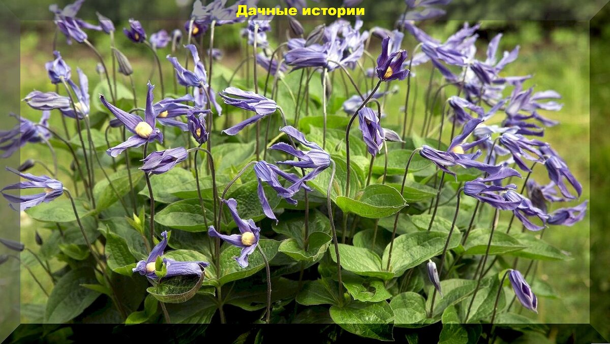 Ломонос цельнолистный Ломонос цельнолистный