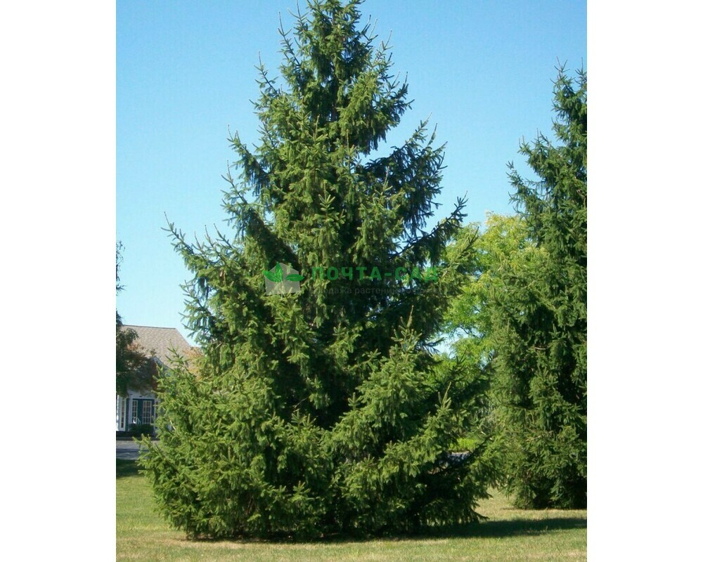 Ель обыкновенная