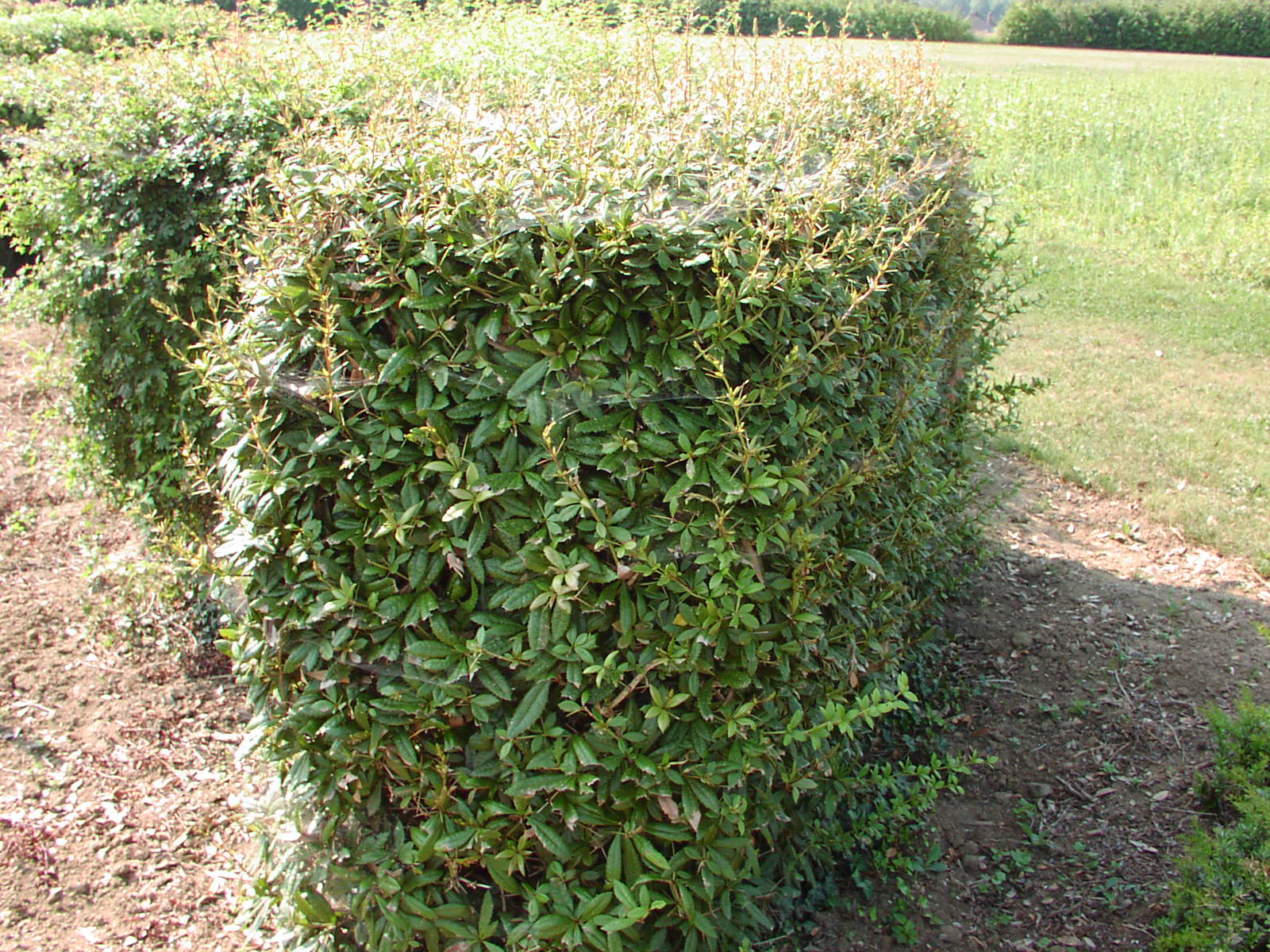 Барбарис Юлианы Барбарис Юлианы