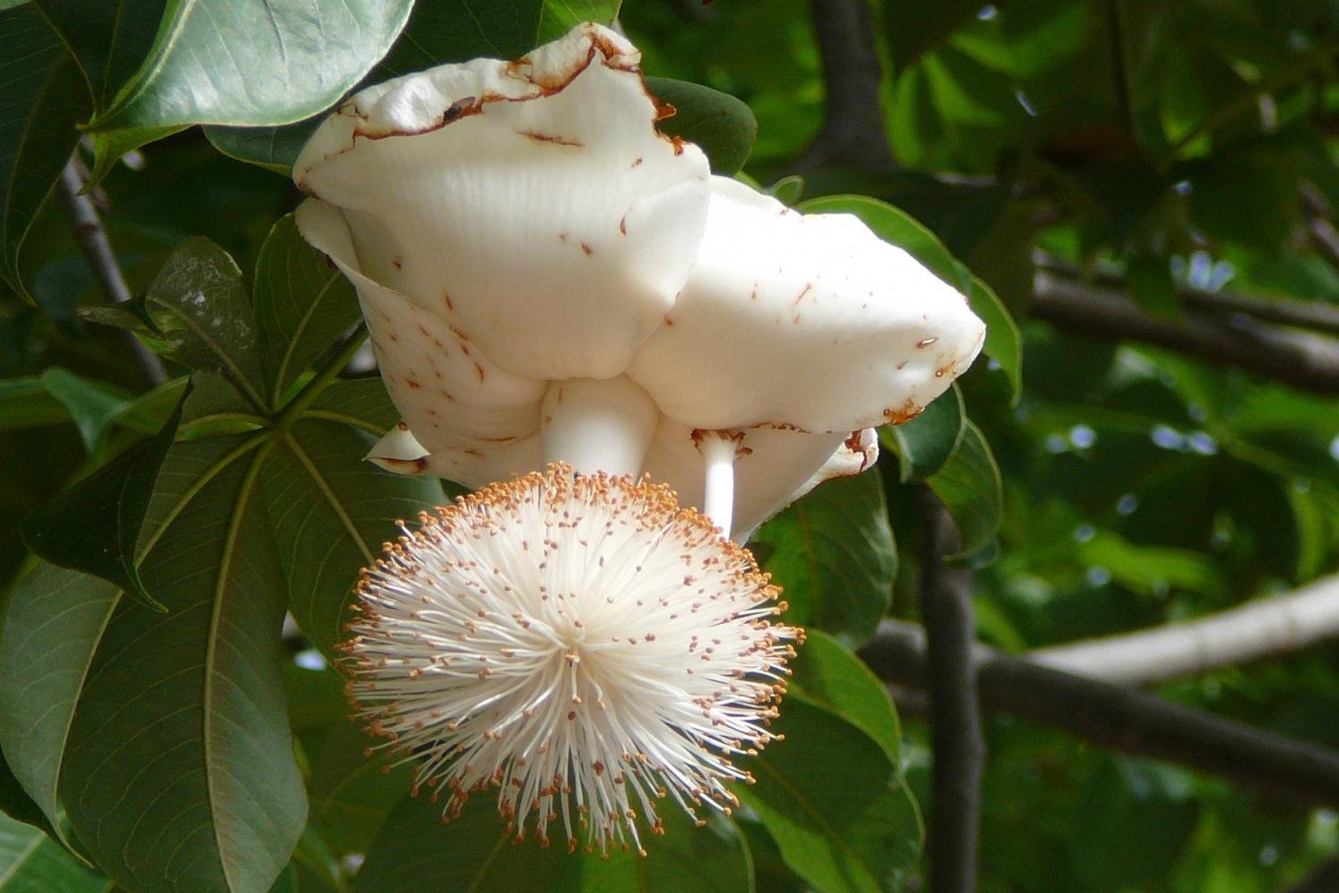 Баобаб африканский