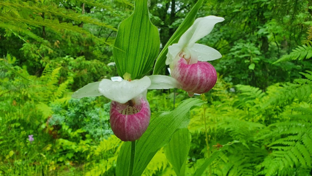 Башмачок королевы