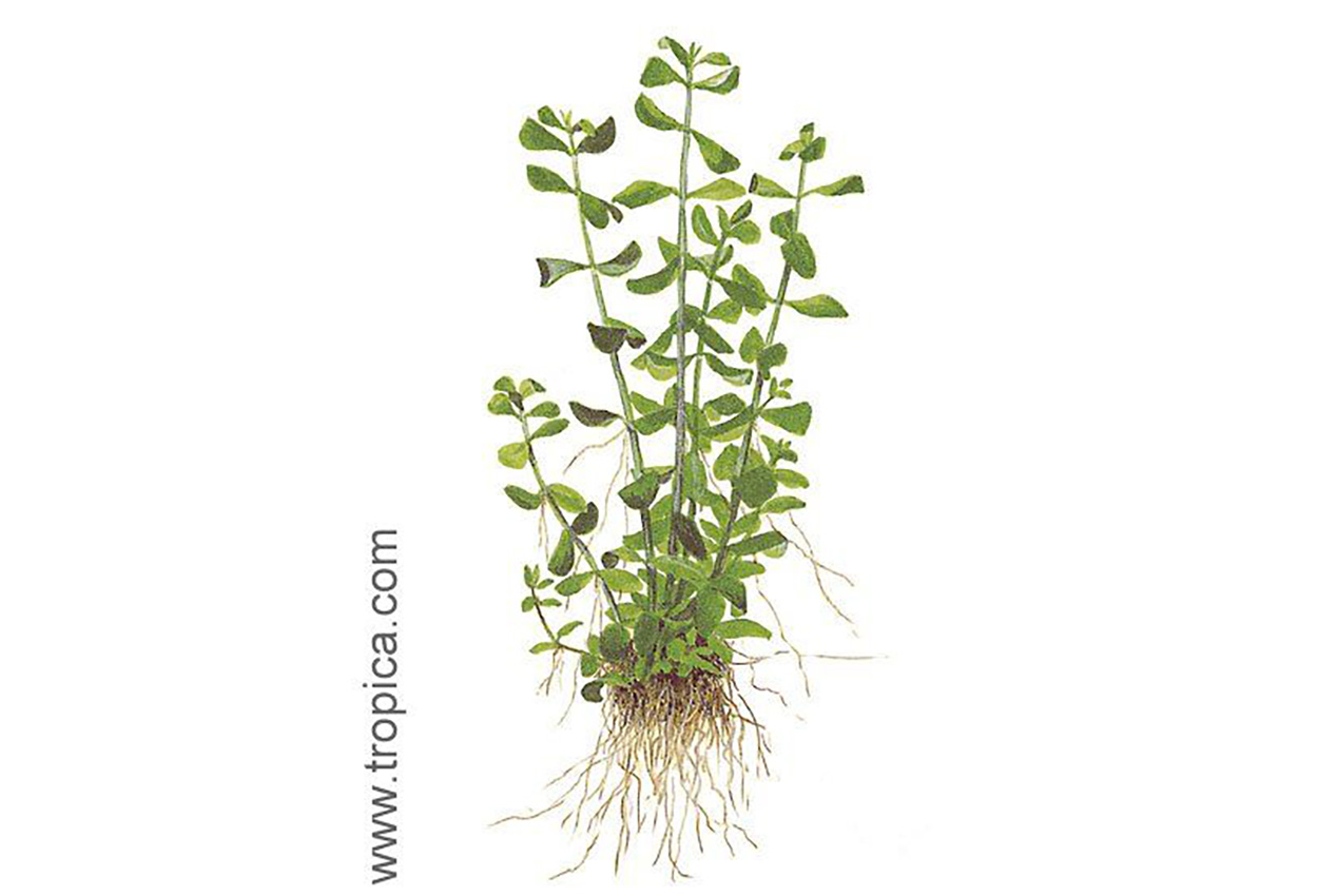 Бакопа Монье