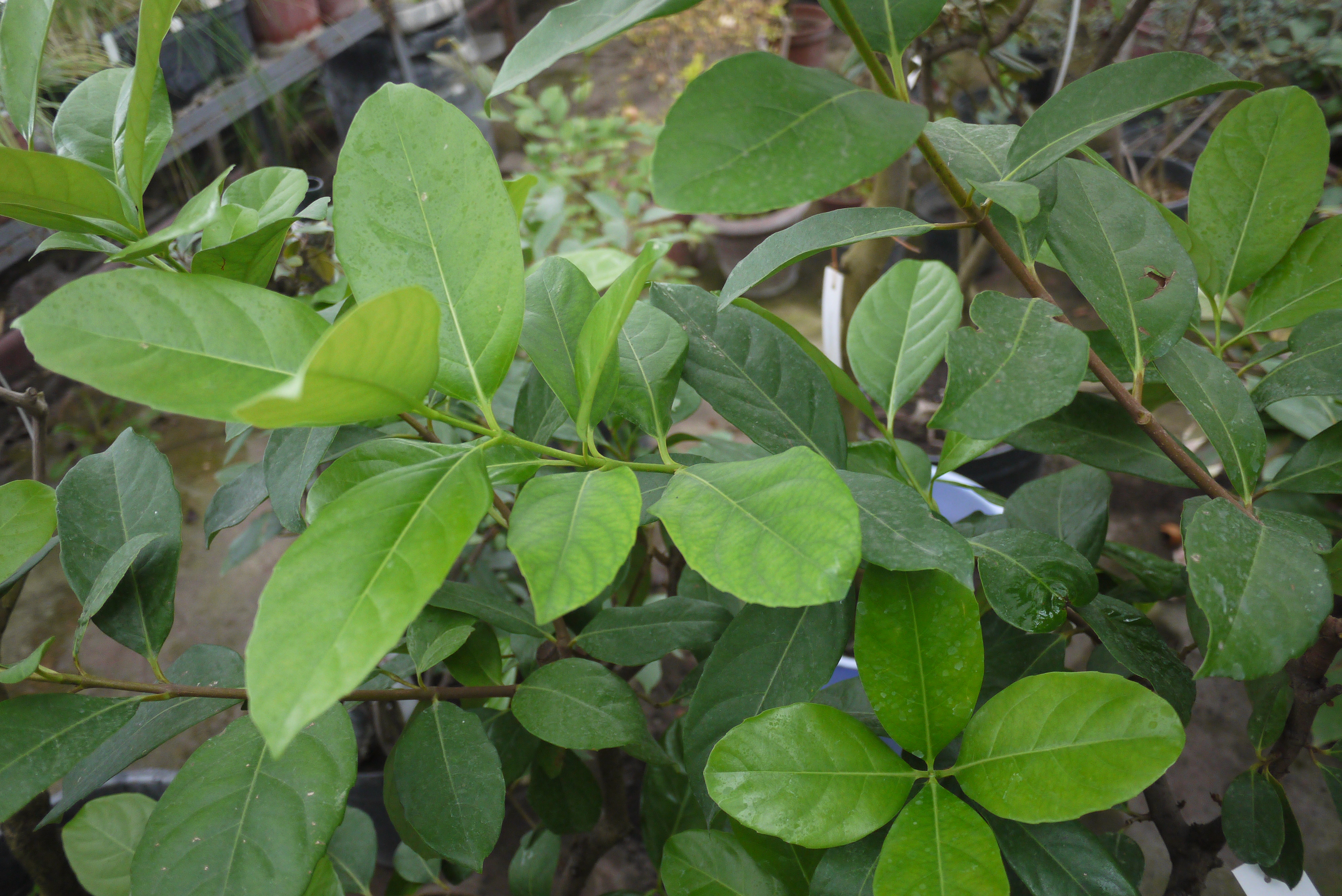 Калина душистая