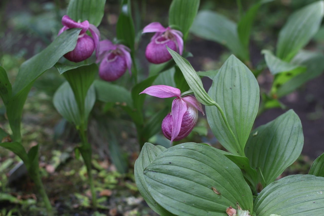 Башмачок мелкоцветковый