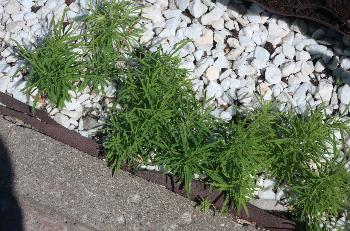 Бассия шерстистоцветковая Бассия шерстистоцветковая