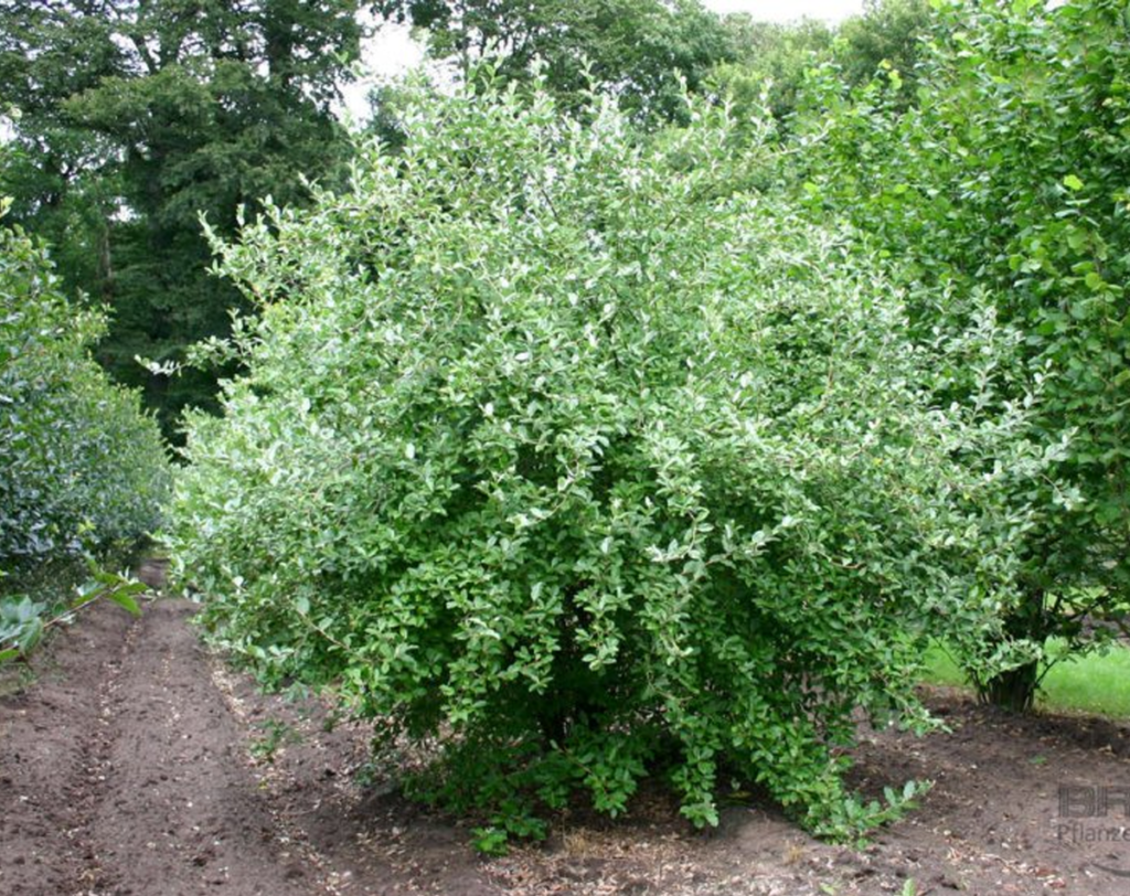 Лох многоцветковый