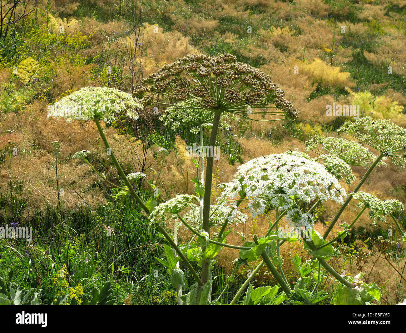 Бедренец козельцовый подвид камнелюбивый